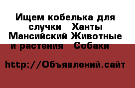 Ищем кобелька для случки - Ханты-Мансийский Животные и растения » Собаки   